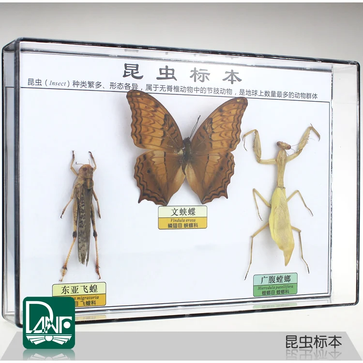 Образцы насекомых beetle/locust/mantis научное обучающее оборудование детский