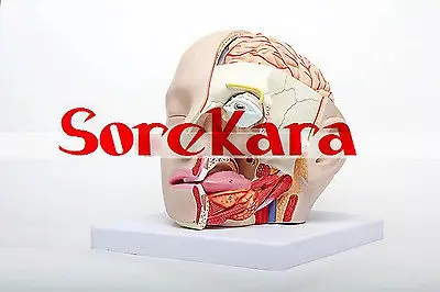 Людская анатомическая Emulational головы рассечение внутренностей Спецодежда