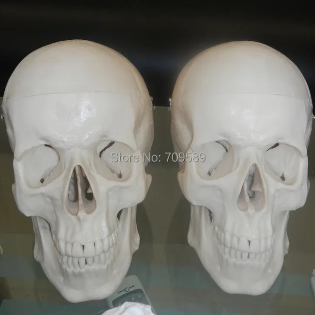 Модель человеческого черепа ISO Deluxe анатомический череп|anatomical skull|human skull modelskull model |