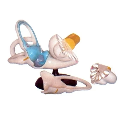 Inner ear anatomical enlargement model human ear Anatomy Teaching demonstration model 25*32*18cm