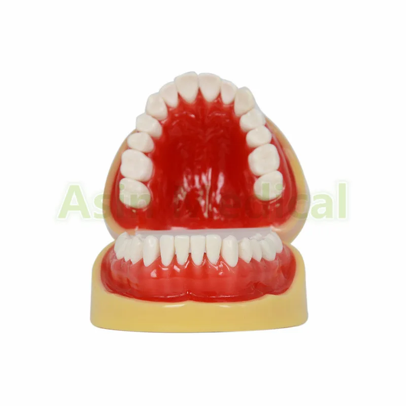 New Arrival Dental All teeth Removable Standard Teeth Tooth Model 28 pcs student learning model | Красота и здоровье