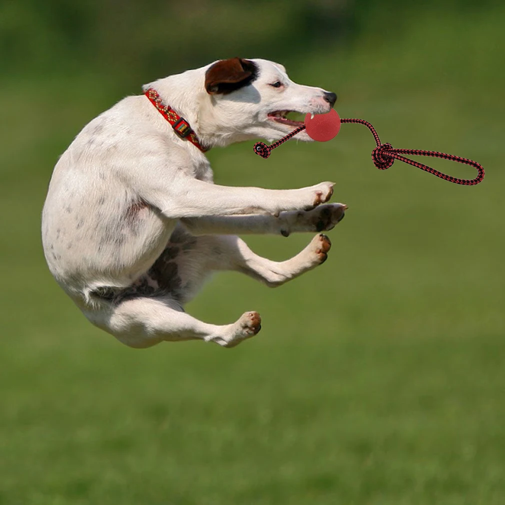 Solid Rubber Dog Chew Training Ball Toys Tooth Cleaning Toy | Дом и сад