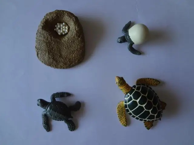 ПВХ фигурка Подлинная модель моделирования Игрушка Черепаха жизненный цикл