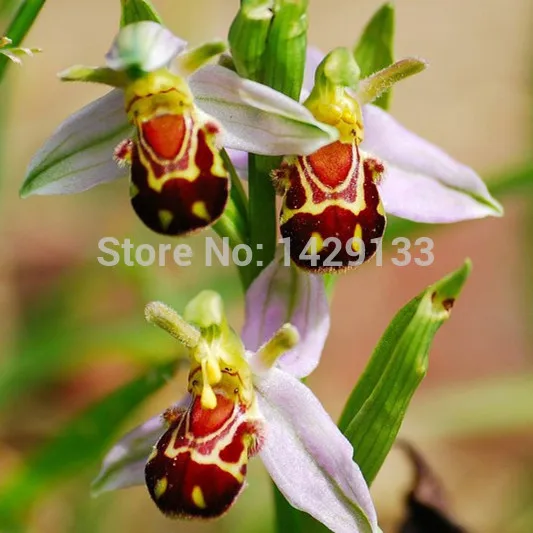 100 семена китай редких би цветок орхидеи семян улыбка интересный цветы флора Semillas