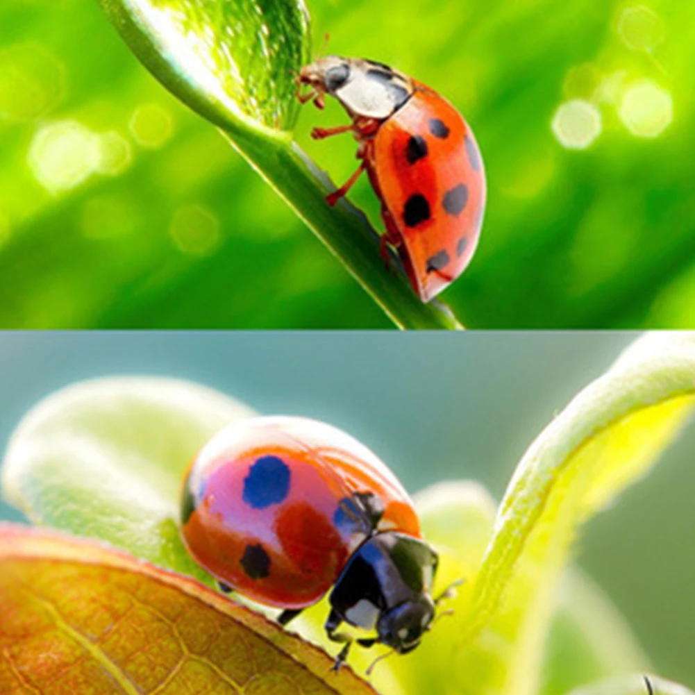 100 шт. художественный декор для микро-ландшафта Деревянный Божья коровка