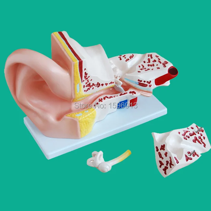 Anatomical Ear Model 4 parts, Giant Ear Model, Ear structure model