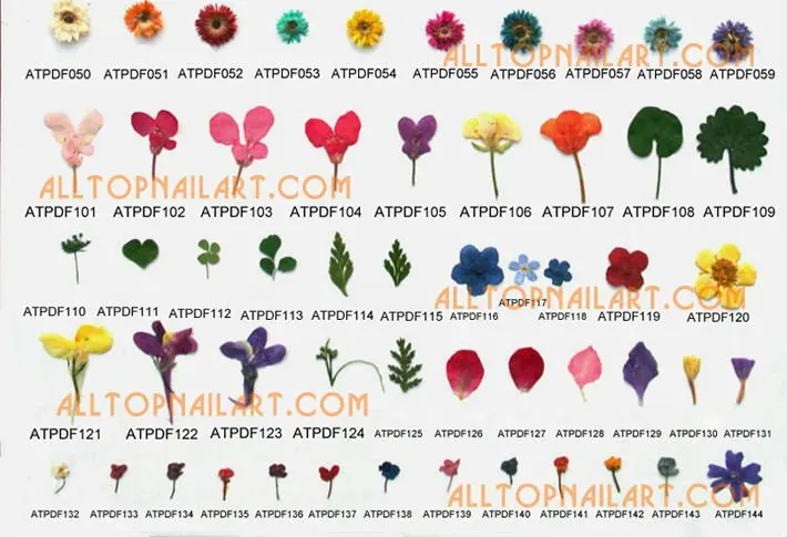 Прессованный цветок A_Grade gypsophila paniculata 2000 шт/вакуумная сумка/код бесплатная