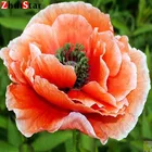 Подарочный набор для домашнего декора, вышивка крестиком, картина из страз, мозаика из страз, картина с оранжевыми маками, рукоделие из страз 5D XY1