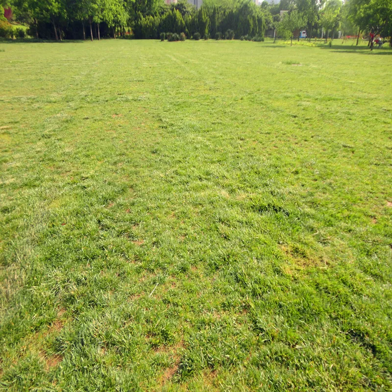 

Strong Cell Agent Sodium 5-Nitroguaiacol Salt Increase the crop output 98% TC