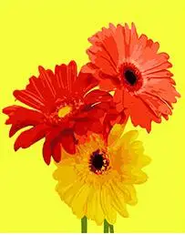 

Cioioil-T640 яркая картина Gerberas DIY по номерам 40x50 см Акриловая Настенная картина в рамке для гостиной