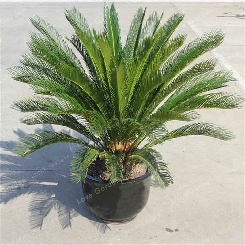 Cycas бонсай в горшках посадка на балконе мешок цветок Cycads дерево для дома сад