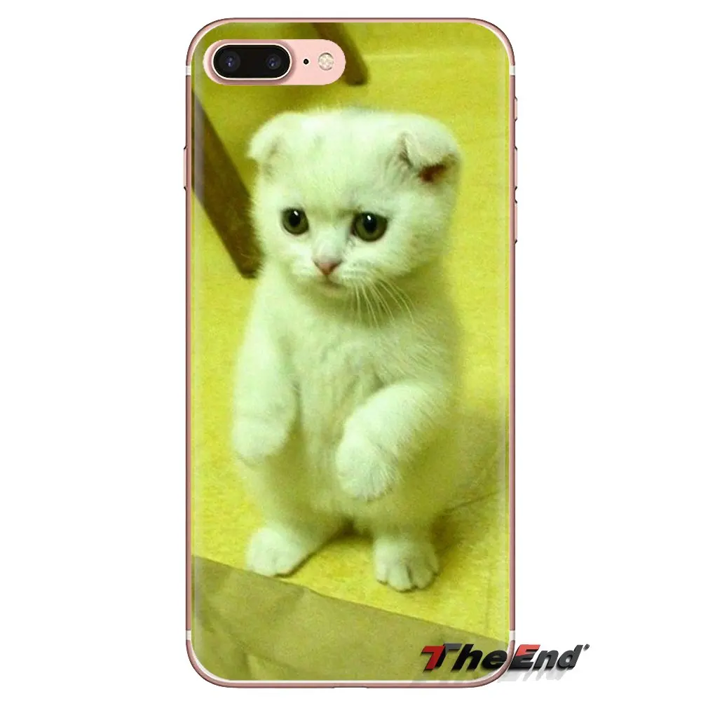 For iPod Touch Apple iPhone 4 4S 5 5S SE 5C 6 6S 7 8 X XR XS Plus MAX Silicone Skin Cover Scottish fold cat Felis catus Scotland |