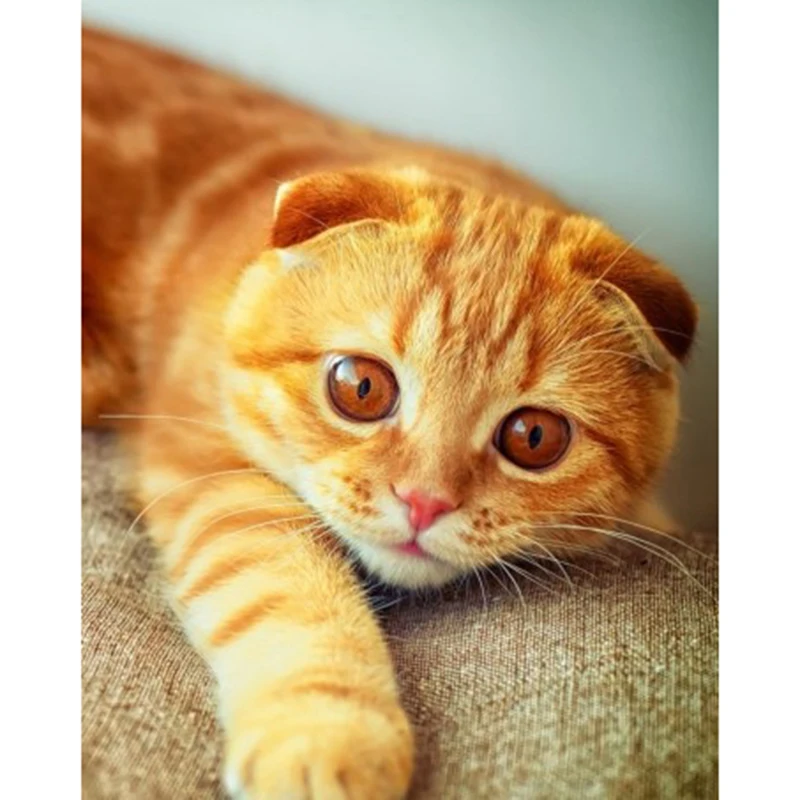 

Full Square Round Drill Diamond Embroidery Sale Mosaic Painting Cats DIY Diamond Painting Animals