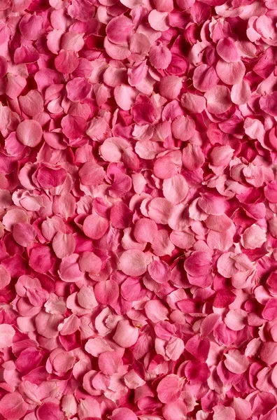 Фотофоны из полиэстера с красными лепестками роз Фотофон для студийной