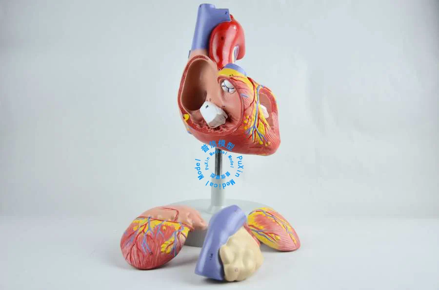 Бесплатная доставка и модель сердечной анатомии кардиоваскулярная