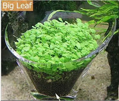 Aquariio аквариумные семена Hemianthus Callitrichoides, трава для воды, мини-лист, украшение для аквариума, орнамент, пейзаж