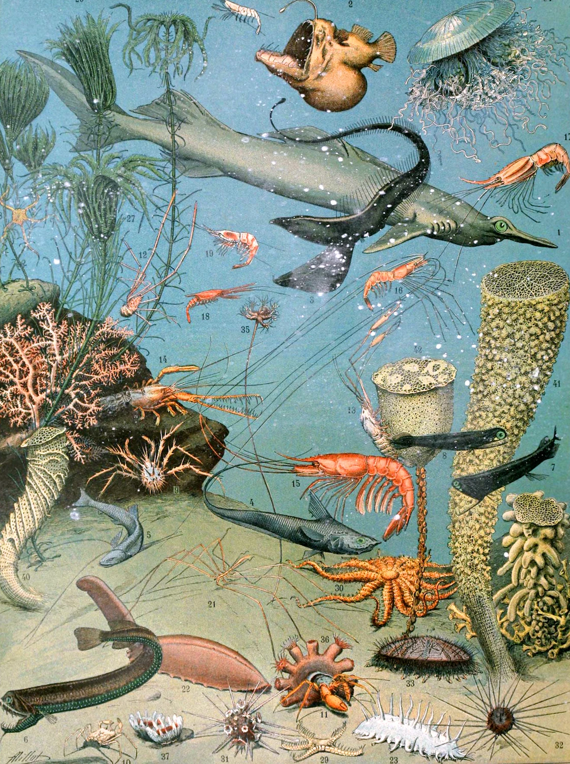 Природа морской рыбы снарядов холст картины Винтаж крафт Плакаты классические