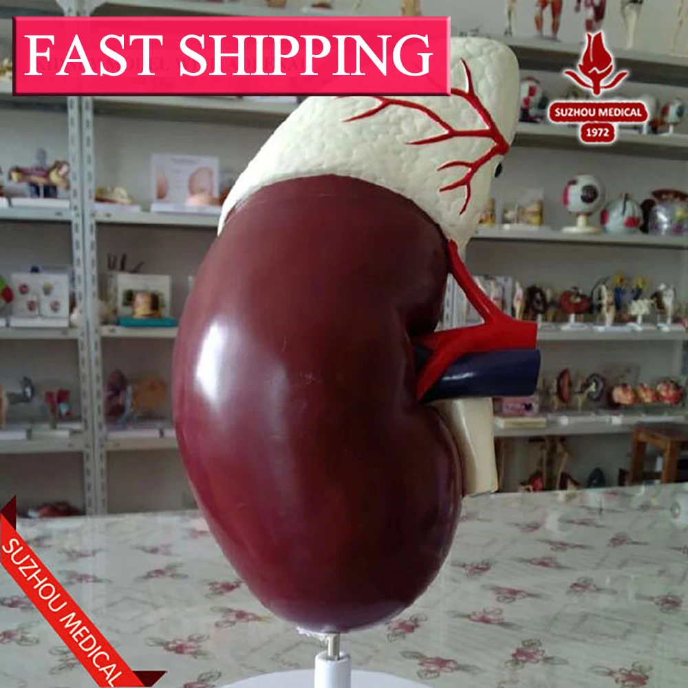 Большой выгодная Анатомия заводская цена качество биологических почек модель с