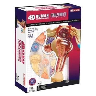 Модель человека 4D MASTER для женщин 13 х12х16 см|human model|4d masterfemale human |