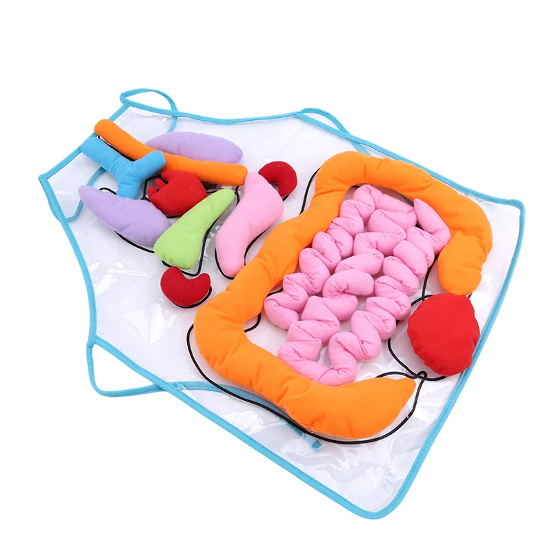 Biology Transparent Apron Early Learning Education Toys For Children Intellectual Development Teaching Aids | Игрушки и хобби