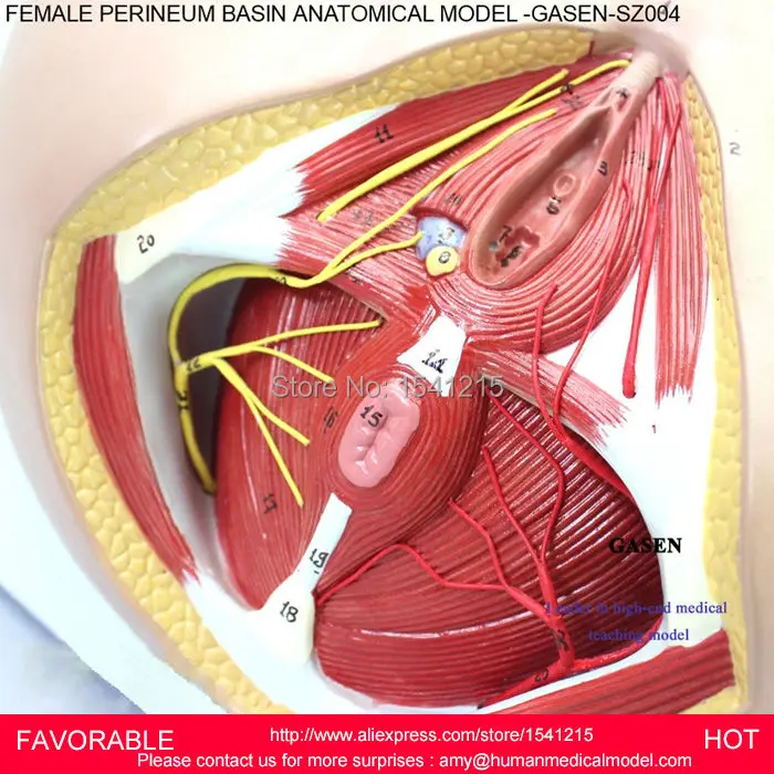 Женская репродуктивная модель вагины генитальная медицинская репродуктивной