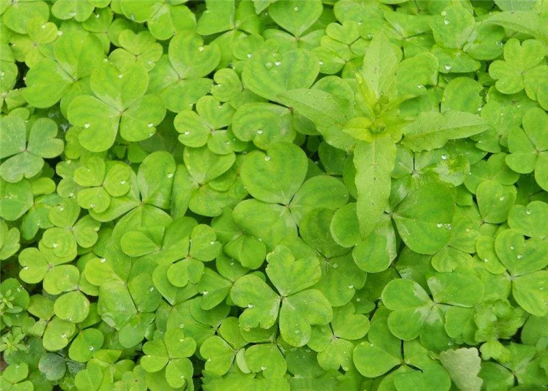 lucky leaf Семена аквариумных растений водная трава Семена глоссоклейма Hemianthus Callitrichoides легкая посадка Аквариум Ландшафтный Декор - Цвет: lucky leaf