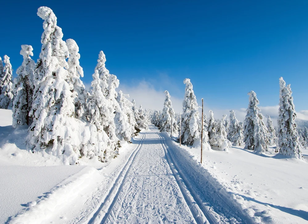 VinylBDS Photo Backgrounds Orbit Snow Road Scenery Background Heavy Forest Photography Backdrops For Shoot Studio | Электроника