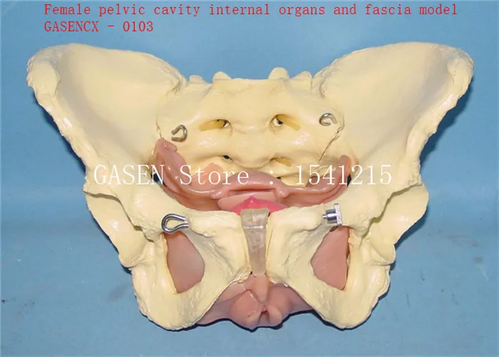 Фото Дискоонская модель анатомии человека Скелет матка женские тазовые полости