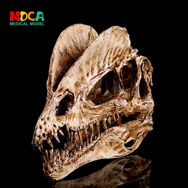 Handicraft exhibition model home furnishing double crown dragon dinosaur skull resin Skull KLGT007 | Канцтовары для офиса и