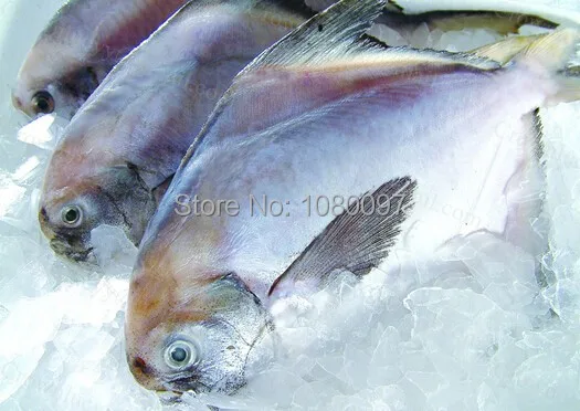 Электрическая пила для костей мяса|saw band|saw drill bit setmachine saw |