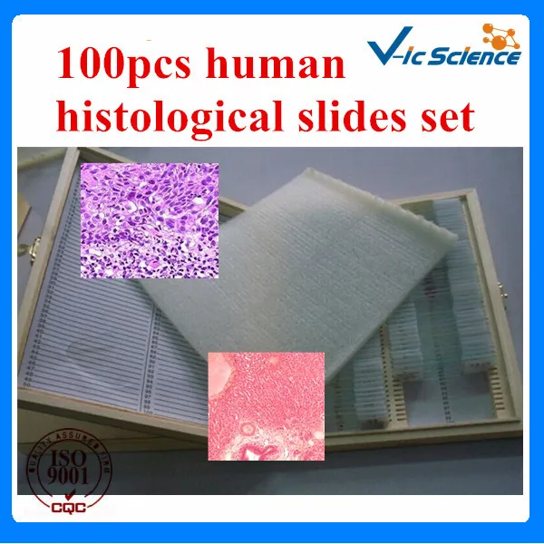 100 шт. набор гистологических человеческих слайдов|human histology slides|histology slidesset 10 |