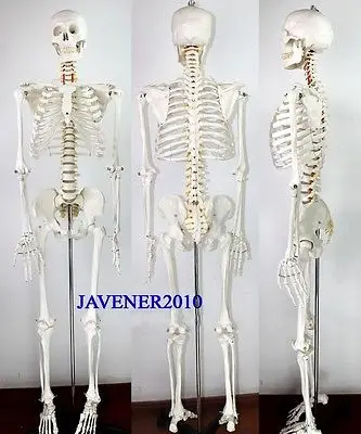 170 см Мужская анатомическая модель естественного размера с подставкой|anatomy