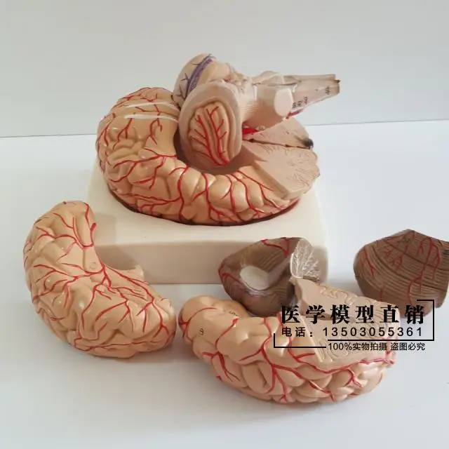 Human brain model Cerebrovascular 9 parts Brain anatomy Medical teaching | Канцтовары для офиса и дома