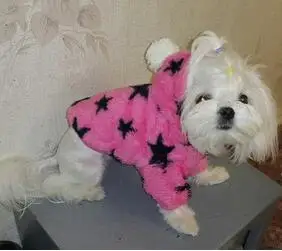 Все звезды йоркшир чихуахуа собака одежда пальто домашнее животное одежда|dog