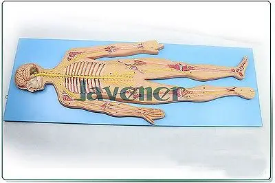 Мини человеческий анатомический нервная система тела Анатомия медицинская