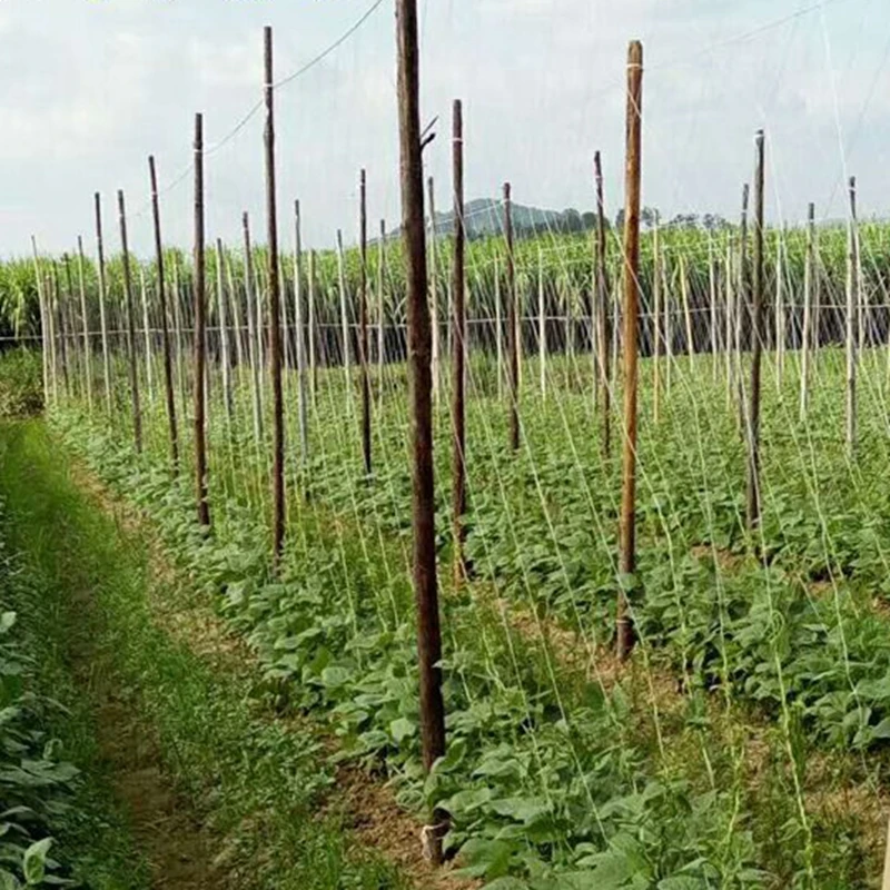 1pc Mesh24*24cm 3Strands Fruits Plants Climbing Net Supports Garden Green Beans Snow Bean Vines Flower Grow Holder Brackets