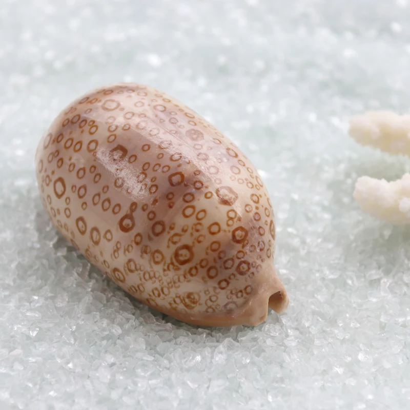 Бесплатная доставка (2 шт./лот) глазная оболочка натуральная и раковина домашнее