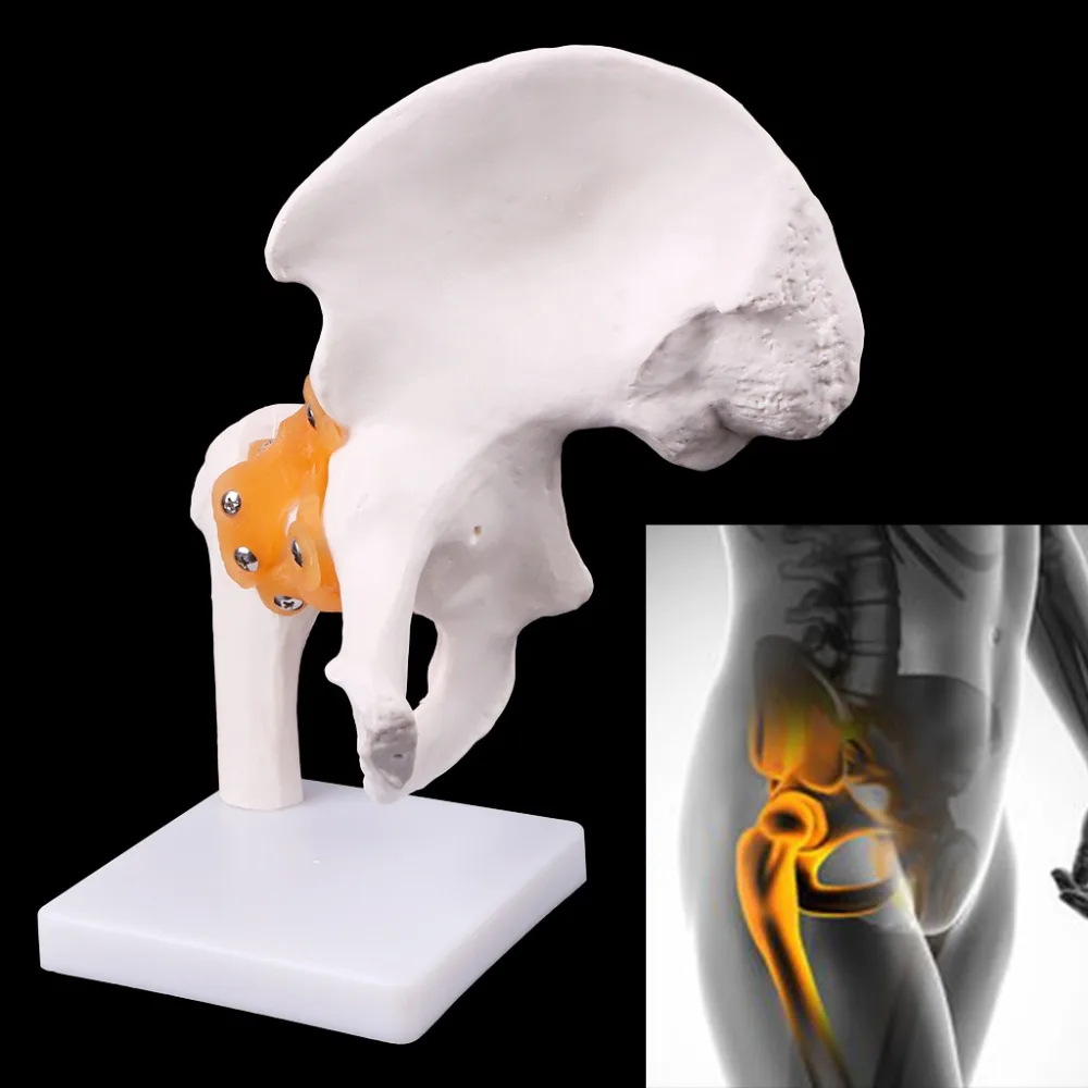 Life Size ligement Hip Joint медицинская анатомическая модель обучение скелету