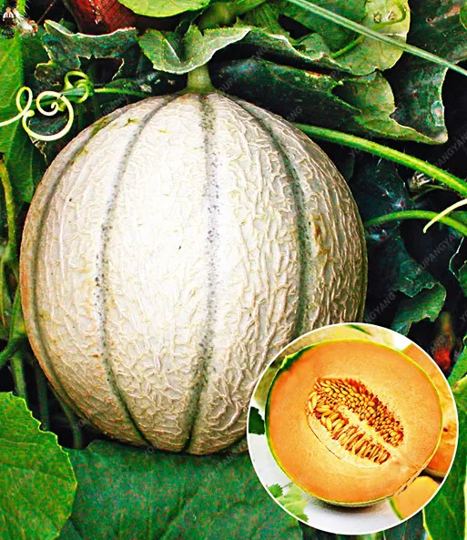 20 штук Hami Melon посадки бонсай Мускусная Дыня растения вкусные овощи фрукты для