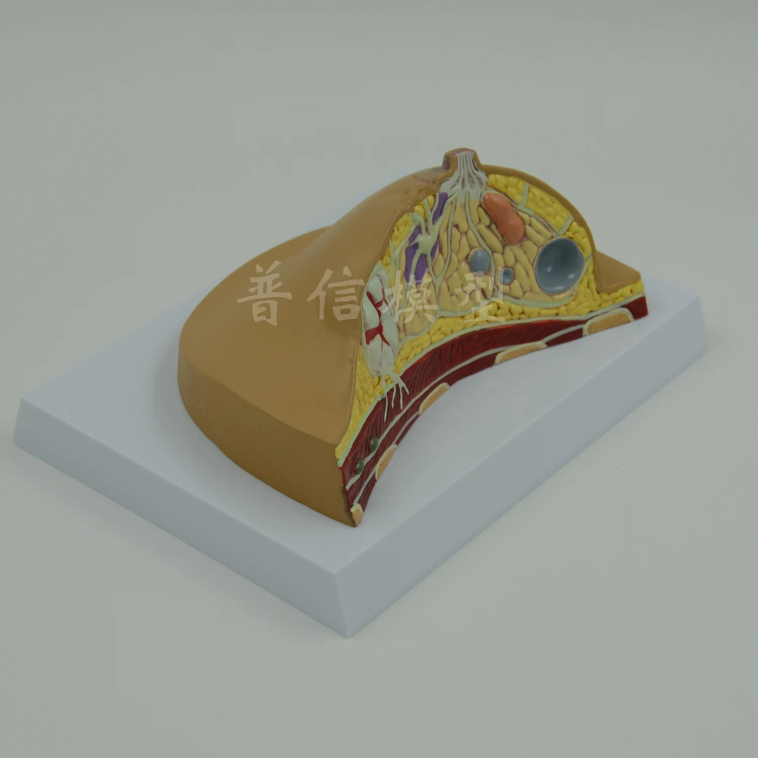 Модель женской груди маленькая гиперплазия листьев анатомическая модель