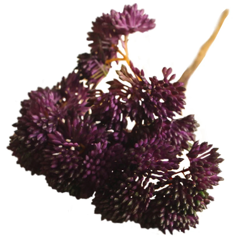 Фруктовые Редкие садовые суккуленты трава ландшафт с искусственным растением