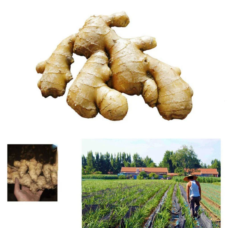 Таблетки для ухода за ногами Ginger Soak шипучие таблетки предотвращение устранения