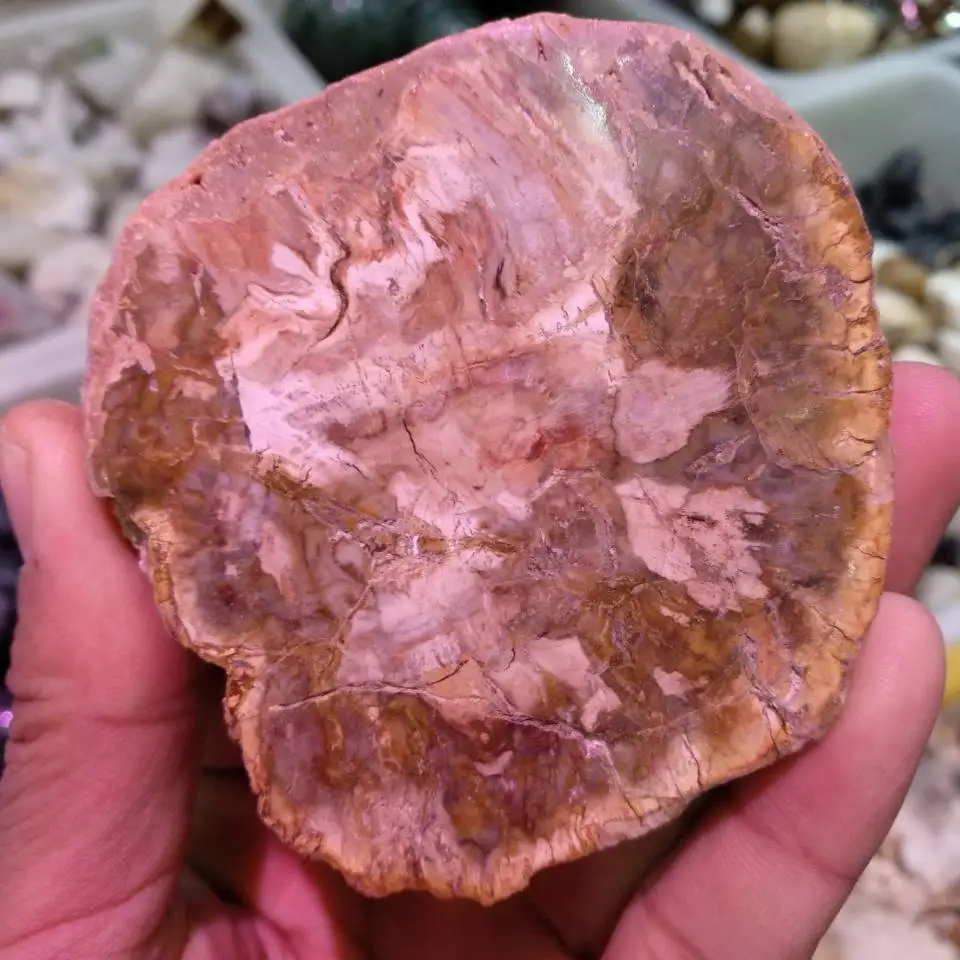 Полированная окаменевшая древесина веточная плита Fossil stadup-Madagascar | Дом и сад