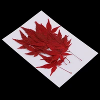 12 pieces real pressed dried flower leaves maple leaf scrapbooking embellishments for christmas wedding card making 4 4 5cm
