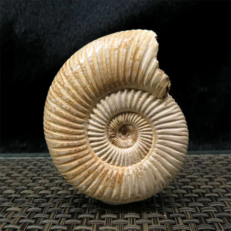 Натуральный палеонтологических ископаемого Ammonoid минеральной геолого учебный