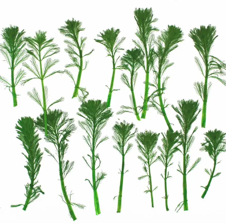 250 шт прессованный высушенный сосновые листья цветочные растения гербарий для