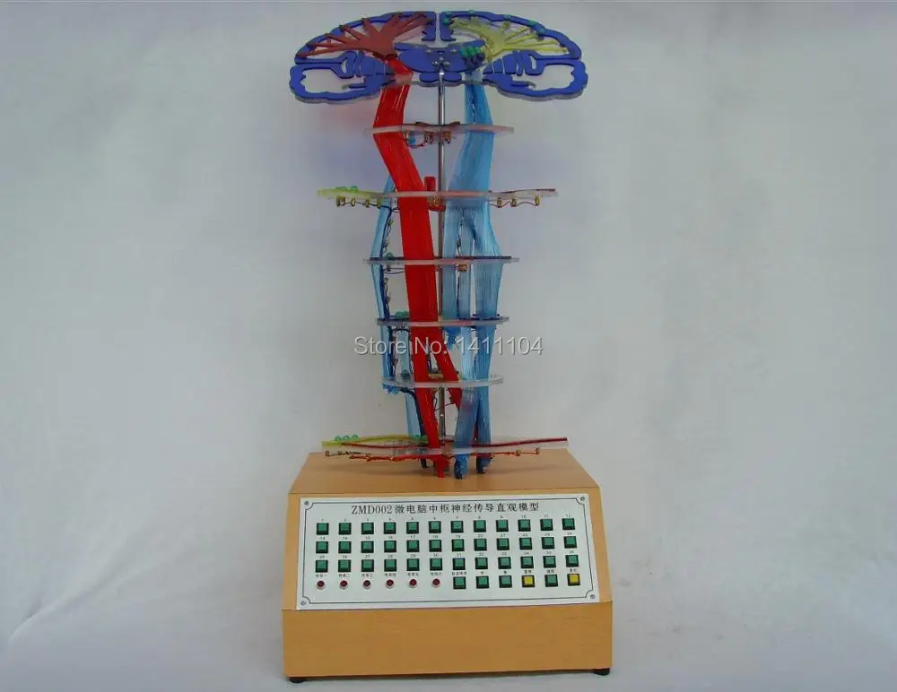 

Freeship Microcomputer central conduction electric model, scientific educational anatomical model, science and Technology Museum
