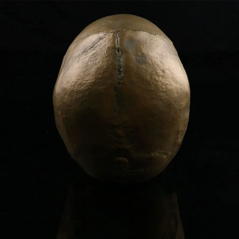 Медицинская модель черепа имитация смолы Череп Хэллоуин украшение для головы