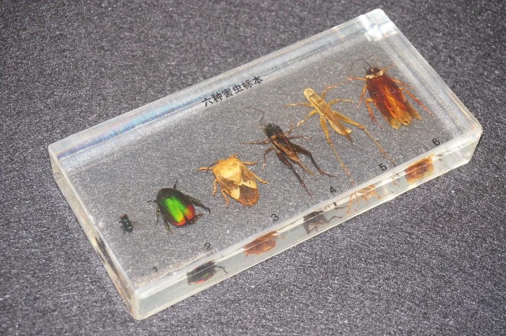 6 видов образцов насекомых-вредителей в прозрачном блестящем образовательном
