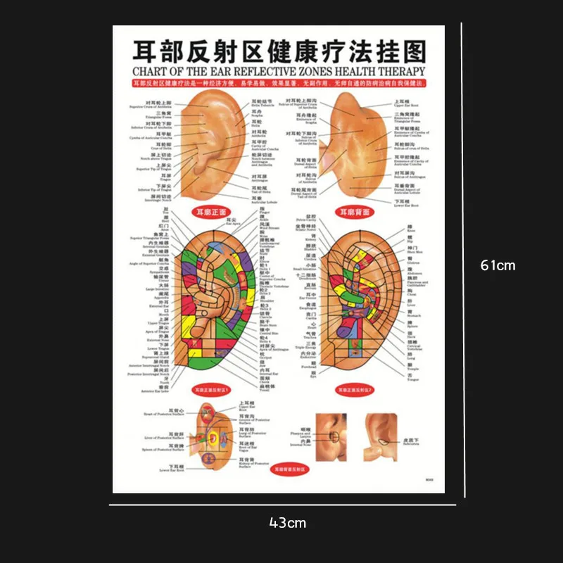 1 шт./компл. английские руки и ноги и ухо и тело пункты меридиана человеческих настенных диаграмм женский/мужской акупунктурный массаж точка карта Флипчарт